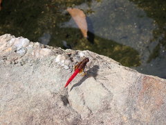 Orthetrum chrysis