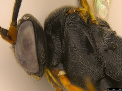 Casinaria