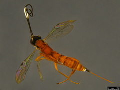 Australoglypta