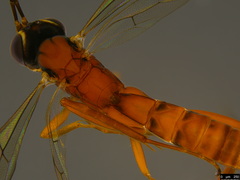 Australoglypta