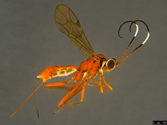 Australoglypta