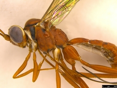 Australoglypta