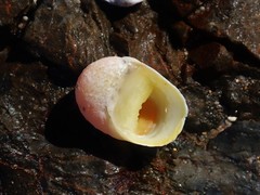 Nerita insculpta