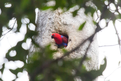 Eclectus roratus