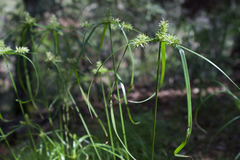Cyperus pallidicolor