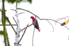 Eclectus roratus