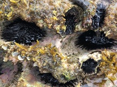 Echinometra oblonga