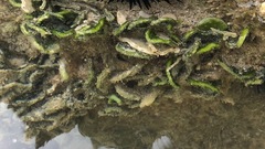 Microdictyon setchellianum