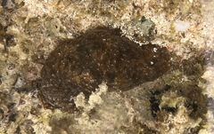 Actinopyga varians