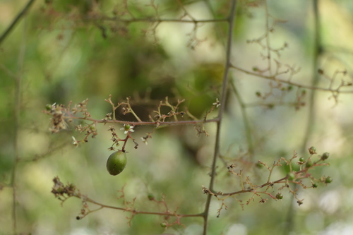 Pegia nitida