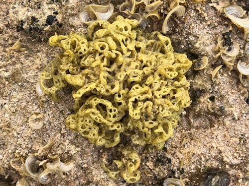 Hydroclathrus clathratus observed 2022-03-20