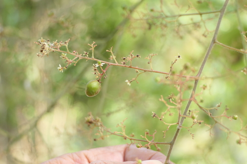 Pegia nitida, photograph 1