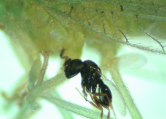 Eulophidae