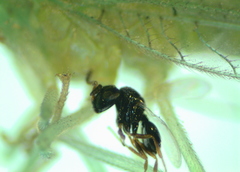 Eulophidae