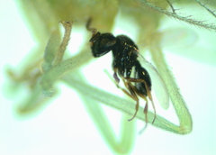 Eulophidae
