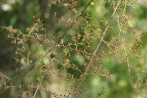Pegia nitida, photograph 2