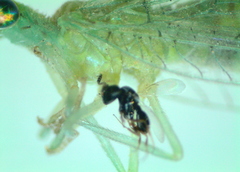 Eulophidae