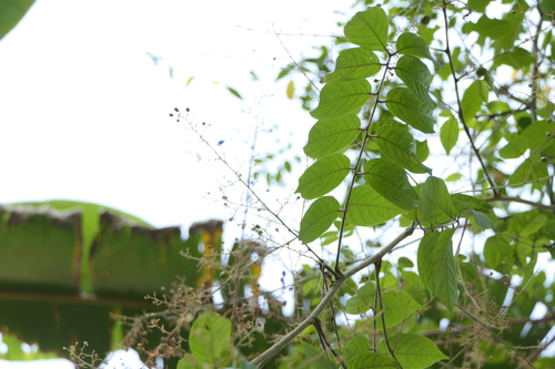 Pegia nitida, photograph 4