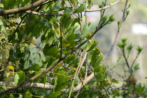 Pegia nitida, photograph 5
