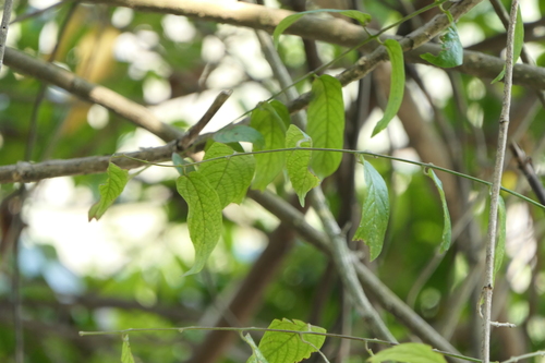 Pegia nitida, photograph 6