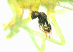 Eulophidae