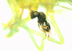 Eulophidae