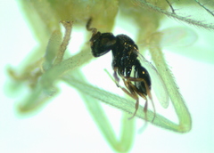 Eulophidae