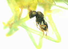 Eulophidae