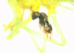 Eulophidae