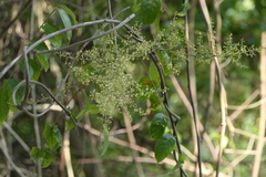 Pegia nitida