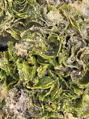 Microdictyon setchellianum