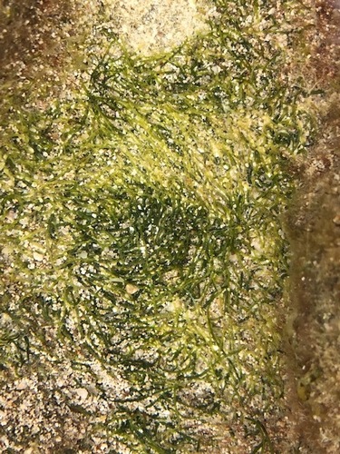 Cladophora observed 2022-03-20