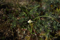 Triphysaria floribunda