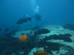 Mycteroperca rosacea