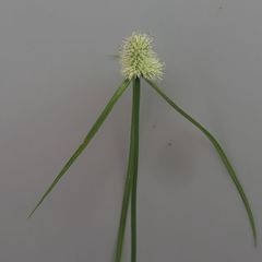 Cyperus aggregatus