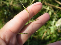 Brachypodium flexum