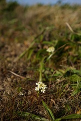 Triphysaria floribunda
