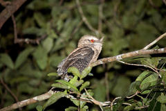 Podargus ocellatus