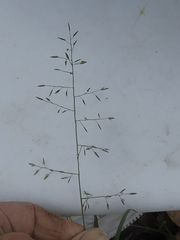 Eragrostis leptostachya