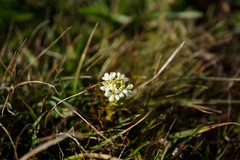 Triphysaria floribunda