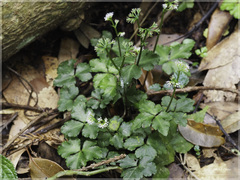 Sanicula lamelligera