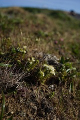 Triphysaria floribunda