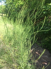 Chloracantha spinosa spinosa