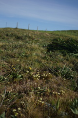 Triphysaria floribunda