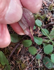 Gentianella tenuifolia
