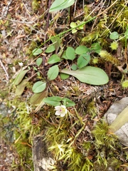 Gentianella tenuifolia