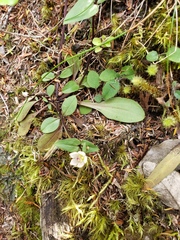 Gentianella tenuifolia