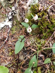 Gentianella tenuifolia