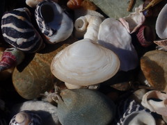 Mactrotoma antecedens