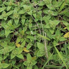 Richardia humistrata